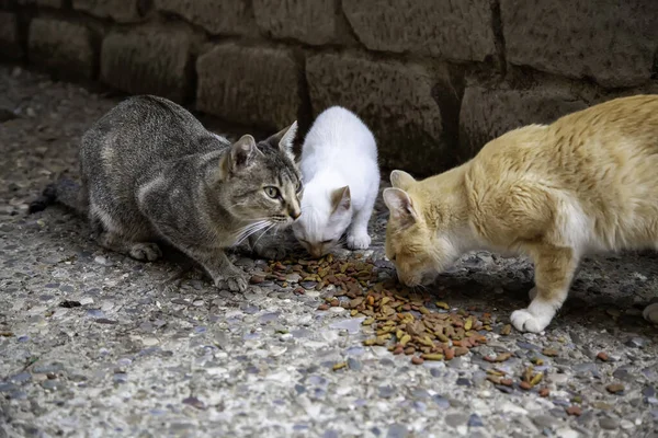 Gatos Callejeros Comiendo Calle Detalle Animales Abandonados Imagen De Stock