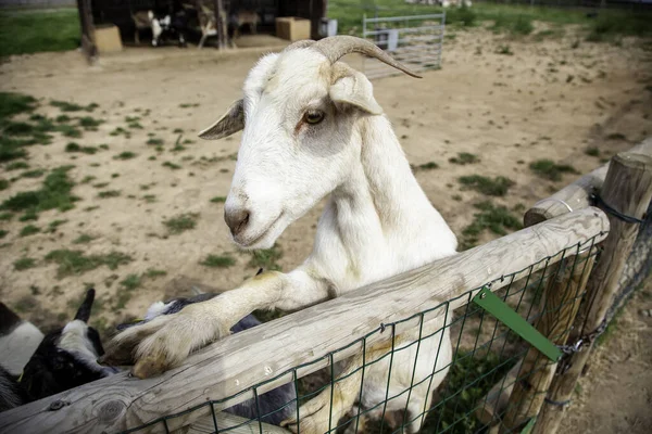 Rebanho Cabras Fazenda Animais Estimação Indústria Pecuária — Fotografia de Stock