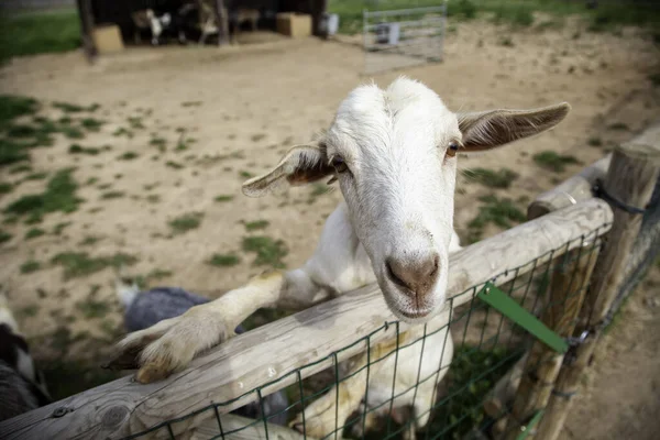 Stádo Koz Farmě Domácí Zvířata Živočišný Průmysl — Stock fotografie