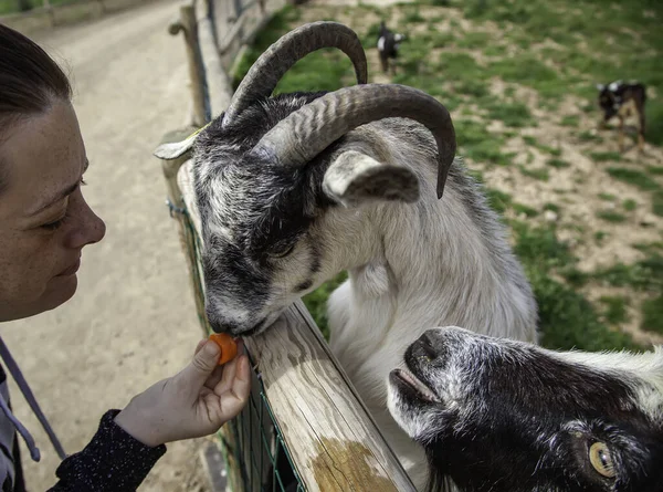 Goats Eating Carrot Animal Farm Livestock Industry — Stock Photo, Image