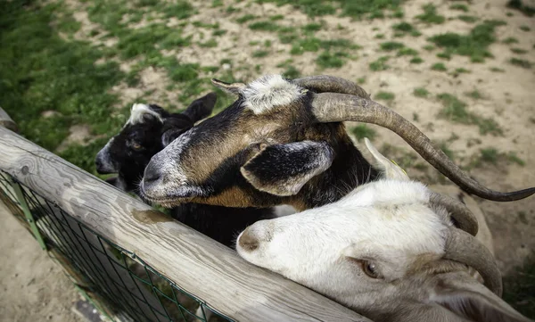 Stádo Koz Farmě Domácí Zvířata Živočišný Průmysl — Stock fotografie