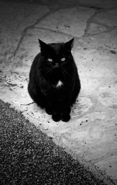 Gato Preto Brilhante Sentado Chão Animais Vadios — Fotografia de Stock