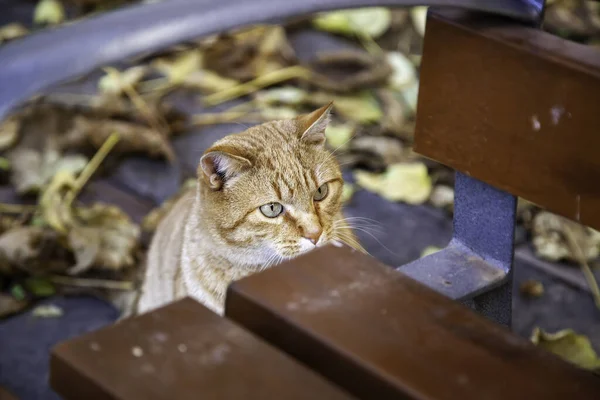 Gato Laranja Descansando Rua Urbana Animais Selvagens Livres Relaxe — Fotografia de Stock