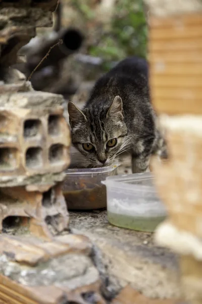 Stray Cats Eating Street Detail Abandoned Animals — Stock Photo, Image