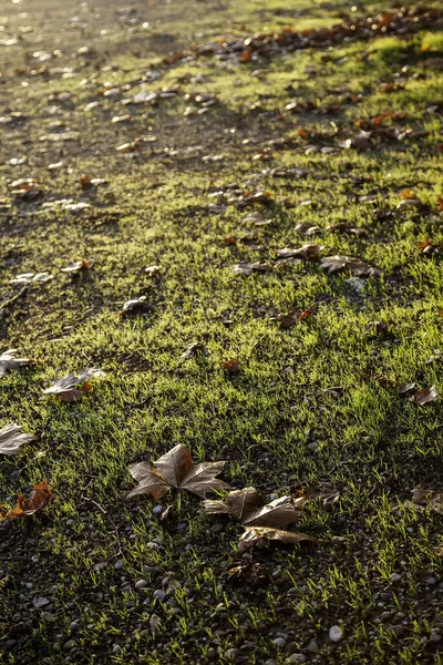 Jesienne Liście Ziemi Zmiany Sezonowe Przyroda Krajobraz — Zdjęcie stockowe