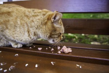 Sokakta yemek yiyen sokak kedileri, terk edilmiş hayvanların detayları.