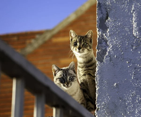 Gatos Callejeros Vagabundos Escondidos Pared Animales Salvajes Mascotas —  Fotos de Stock