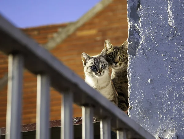 Stray Tabby Gatos Escondidos Parede Animais Selvagens Animal Estimação — Fotografia de Stock