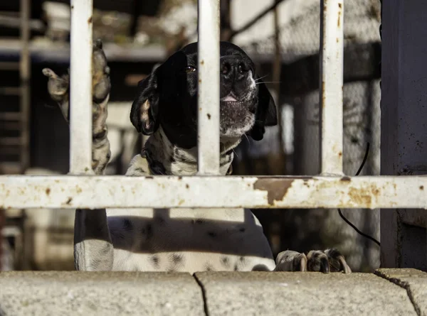 Cães Canil Trancados Abandonados Tristeza — Fotografia de Stock