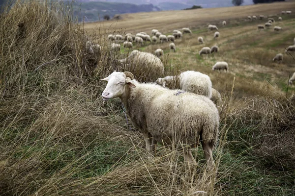 Gregge Pecore Campo Animali Fattoria Gratuiti Allevatori — Foto Stock