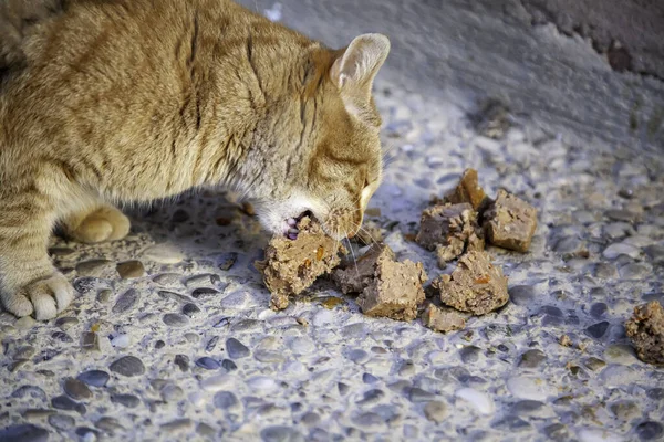 Gatos Callejeros Comiendo Calle Detalle Animales Abandonados — Foto de Stock