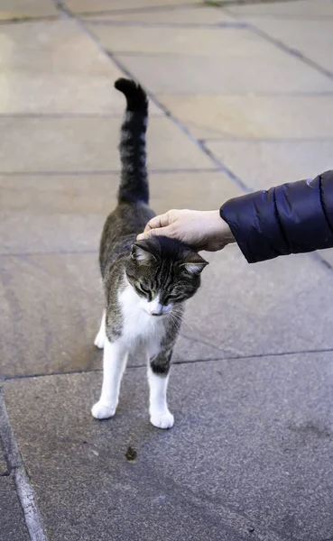 길잃은 고양이 고양이의 — 스톡 사진