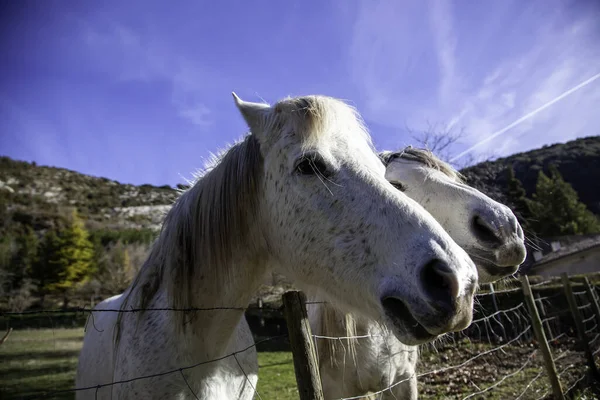 Zvířecí Detail Koňské Farmě — Stock fotografie