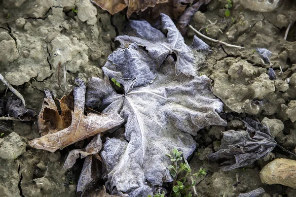 Mrożone Jesienne Liście Suchym Lądzie Krajobrazie Natury Zimy — Zdjęcie stockowe