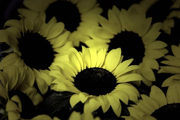 Natürliche Sonnenblumenpflanzen Park Blumen Und Natur — Stockfoto