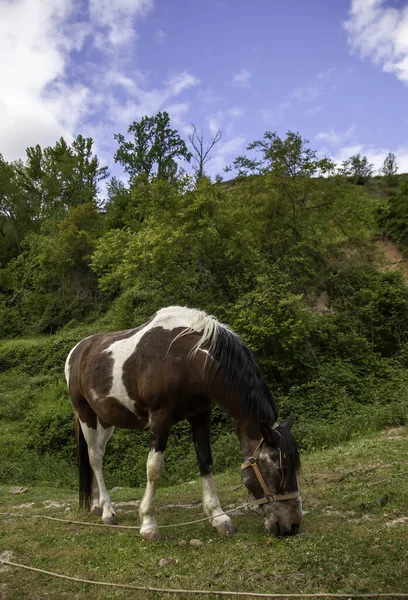 Wild horse in natural forest, farm animals, mammals