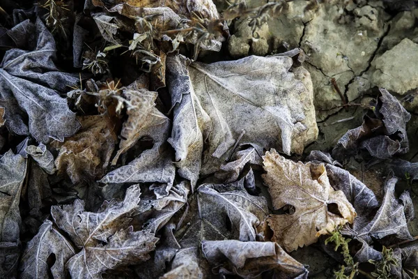 Frozen Autumn Leaves Dry Land Nature Winter Landscape — Stock Photo, Image