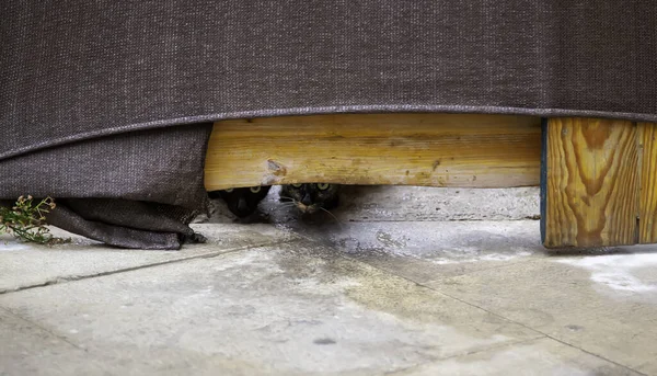 Verdwaalde Katten Eten Straat Detail Van Verlaten Dieren — Stockfoto