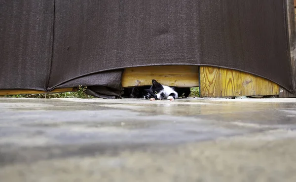 Stray cats eating in the street, detail of abandoned animals