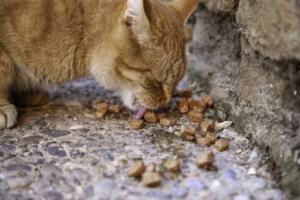 流浪猫在街上吃饭 被遗弃动物的详细情况 — 图库照片