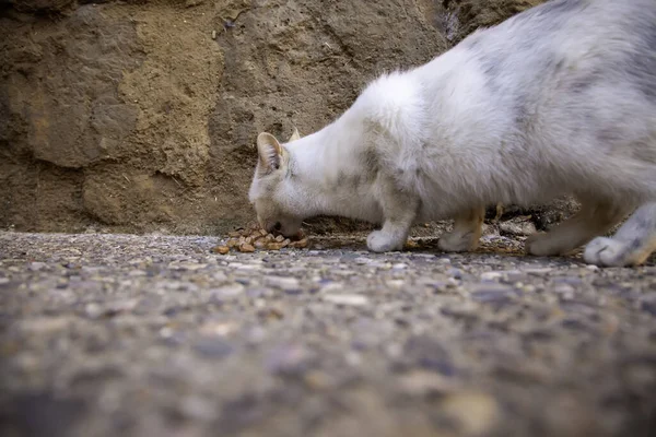 Gatti Randagi Che Mangiano Strada Dettaglio Animali Abbandonati — Foto Stock