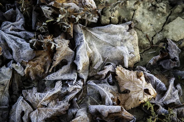 Kuru Arazi Doğa Kış Manzarasında Donmuş Sonbahar Yaprakları Stok Fotoğraf