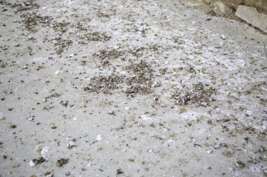 Kentsel caddede güvercin dışkısı, enfeksiyon ve hastalıklar, toprak kuşlar