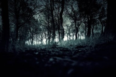 Doğal çam ormanı, manzara ve çevre, iklim değişikliği ve yürüyüş