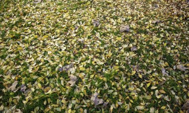 Sonbahar yaprakları yerde, mevsimsel değişim, doğa ve manzara