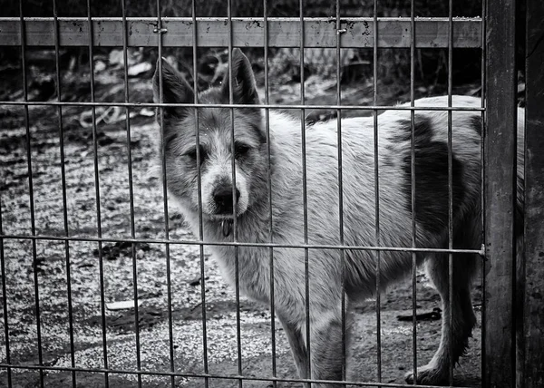 Perro Perrera Cerrada Animales Abandonados Abuso — Foto de Stock