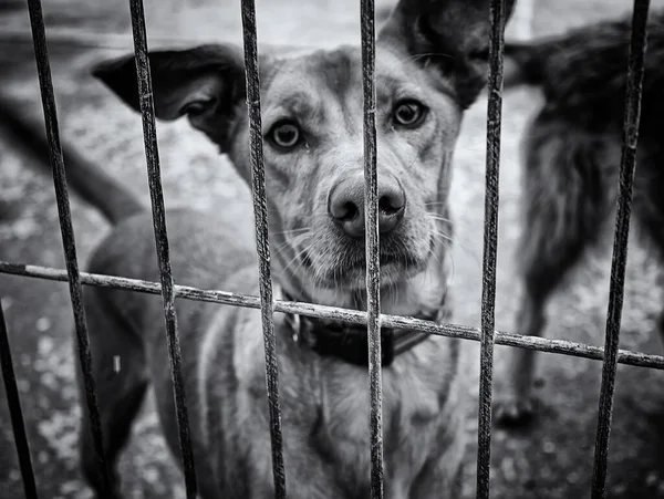 Dog in enclosed kennel, abandoned animals, abuse