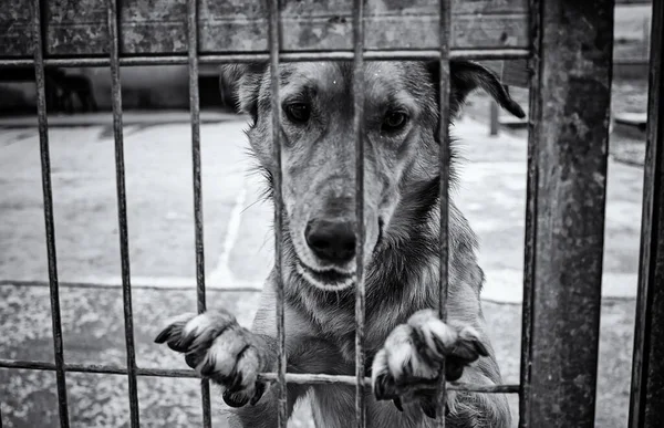Pies Zamkniętej Hodowli Porzucone Zwierzęta Znęcanie Się — Zdjęcie stockowe