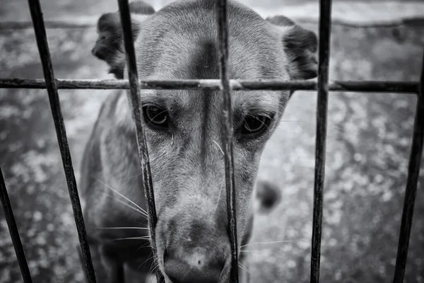 Perro Perrera Cerrada Animales Abandonados Abuso — Foto de Stock