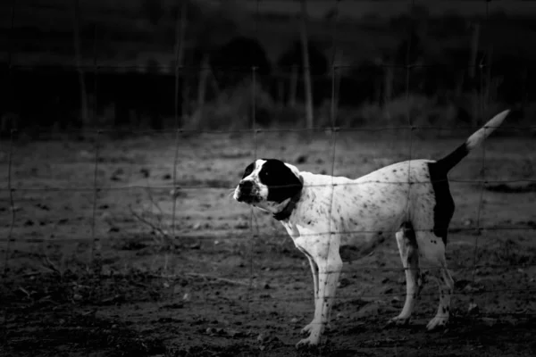 Perro Perrera Cerrada Animales Abandonados Abuso —  Fotos de Stock