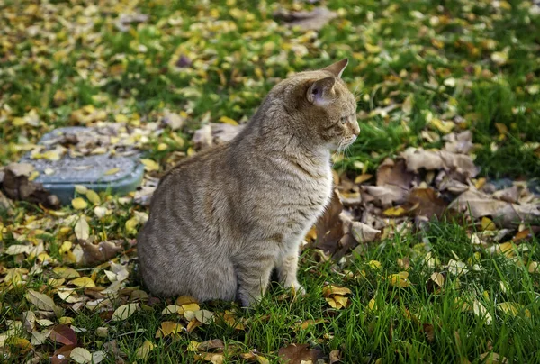 Cat Autumn Leaves Resting Wild Animals Felines — Stock Photo, Image