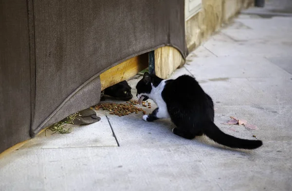 Stray Cats Eating Street Detail Abandoned Animals — Stock Photo, Image