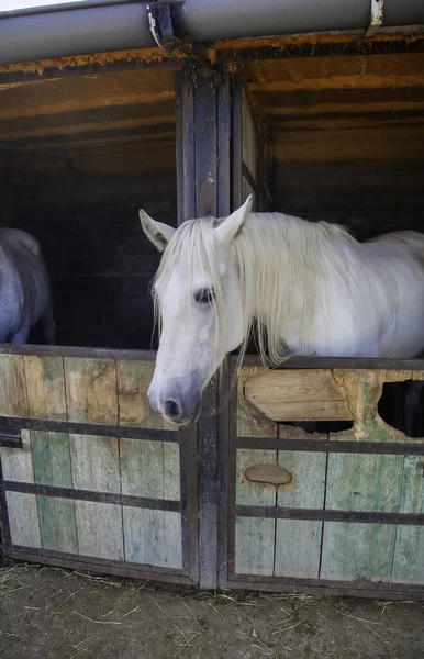 White Horse Stable Wild Mammal Animals — Stock Photo, Image