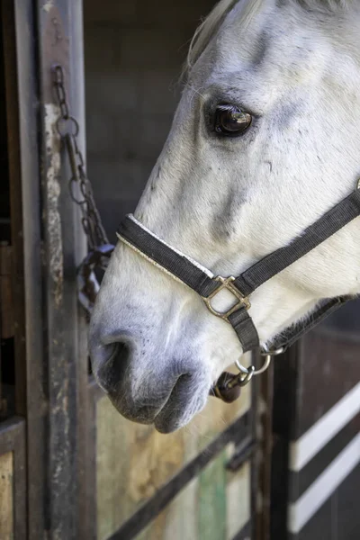 Vit Häst Hos Stabila Vilda Däggdjur — Stockfoto