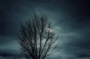 Ağaçların dalları, tetriko ormanları, doğa ve gizemli manzaralar.