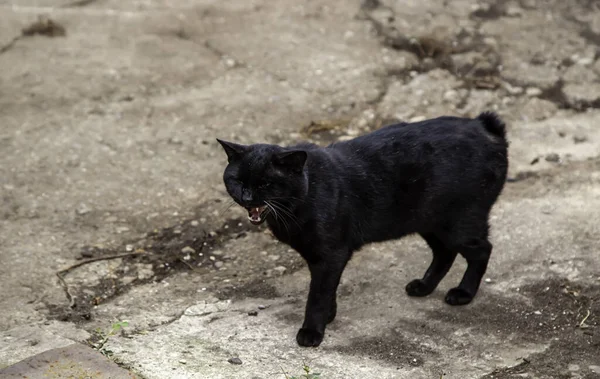 Zwarte Kat Stedelijke Straat Huisdier Verlaten Dieren Huisdieren — Stockfoto