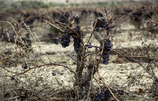 Viñedos Con Uvas Secas Campo Agricultura Producción Ecológicos —  Fotos de Stock