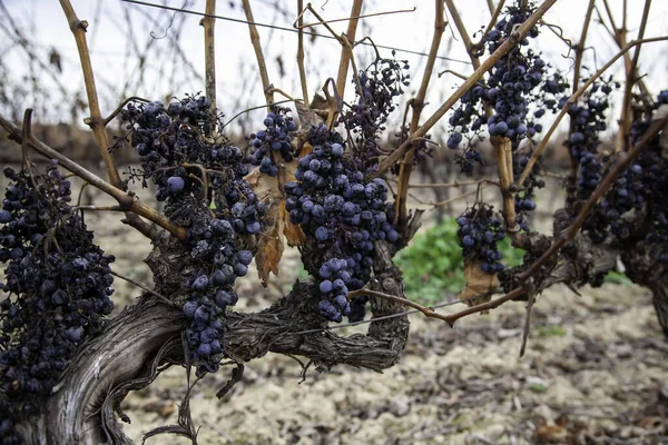 Vignobles Avec Raisins Secs Dans Domaine Agriculture Production Bio — Photo