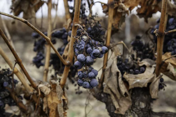 Vignobles Avec Raisins Secs Dans Domaine Agriculture Production Bio — Photo