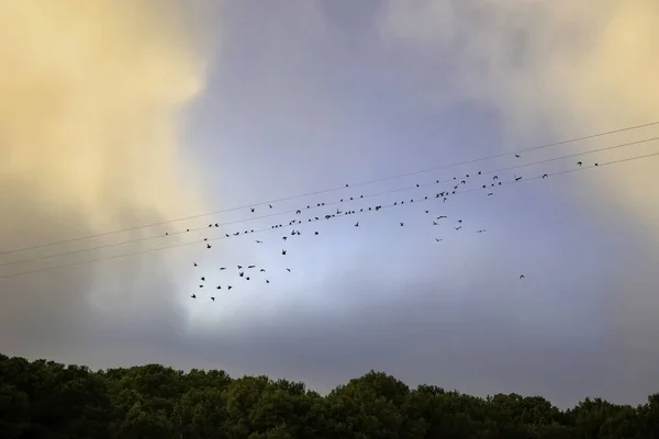 Birds Flying Sky Migration Birds Animals Nature — Stock Photo, Image