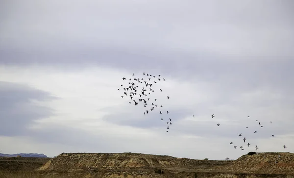 Birds flying in the sky, migration of birds, animals and nature