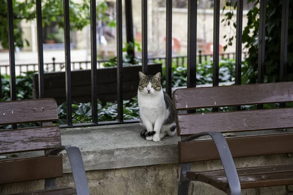 Sokaktaki Terk Edilmiş Hayvan Detayları Acı Yalnızlık — Stok fotoğraf