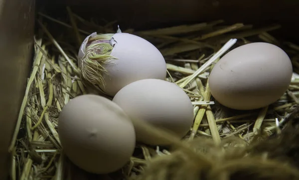 Küken Schlüpfen Aus Bebrüteten Eiern Kalbenden Tieren Hühnern — Stockfoto