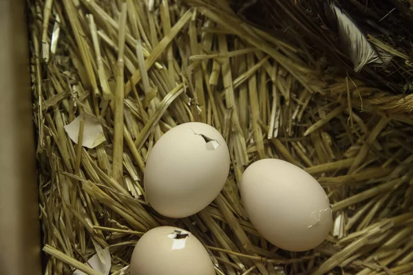 Küken Schlüpfen Aus Bebrüteten Eiern Kalbenden Tieren Hühnern — Stockfoto
