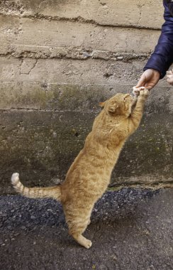 Kedi kendi elleriyle yiyecek yakalıyor, hayvanları, memelileri besliyor.