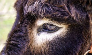 Tarlada yürüyen eşek, hayvanlar ve doğa.